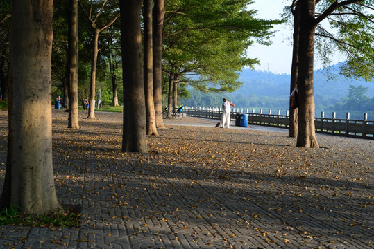 大夫山森林公园