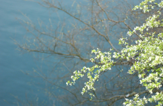 碧水小白花