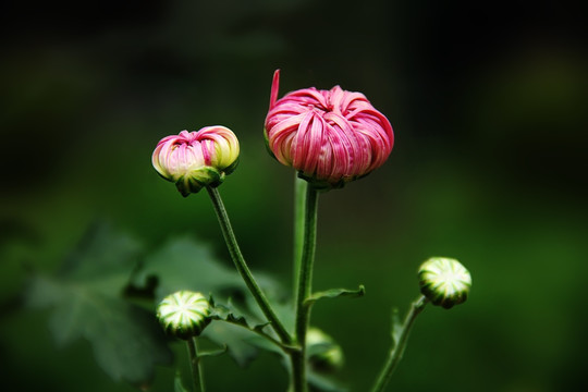 菊花