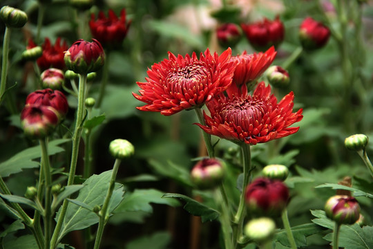 大丽菊花