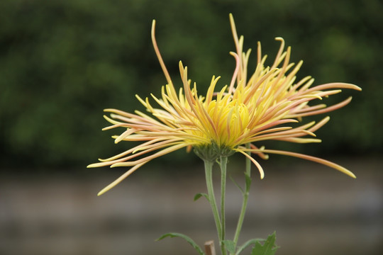 金线菊 绣线菊 礼花菊