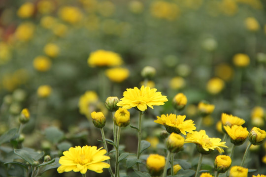 金菊 非洲菊