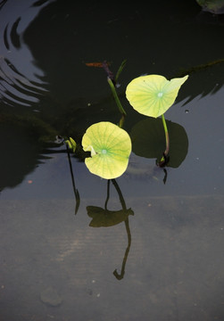 荷叶 叶子 绿叶 水面 植物