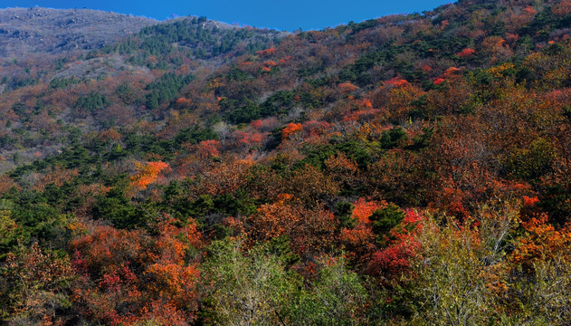 蟒山的秋日