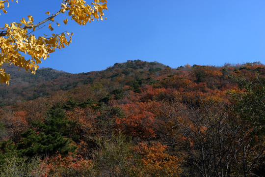 秋日的蟒山
