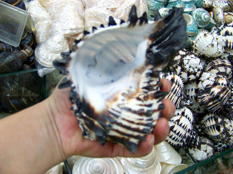 黑色花纹海螺
