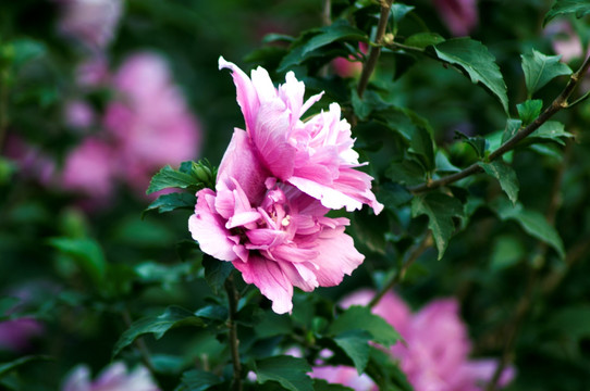 木槿花夏日特写