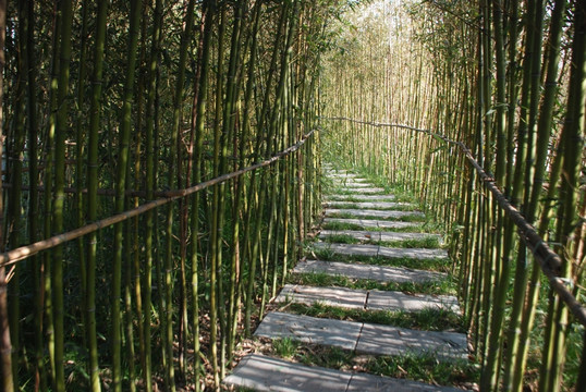 竹海 竹林 竹林小路 小路