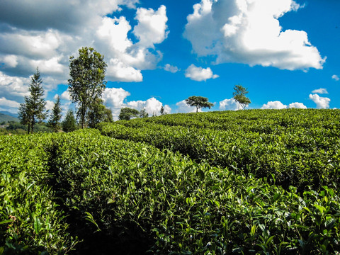 云南茶山 茶田 茶庄