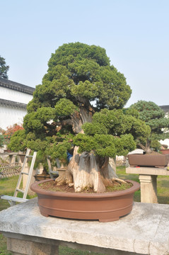 松树盆景