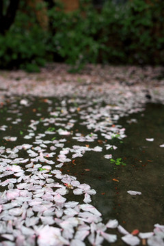 樱花花瓣