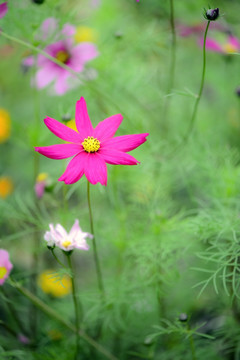 菊花波斯菊