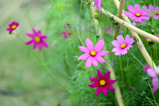 格桑花花园