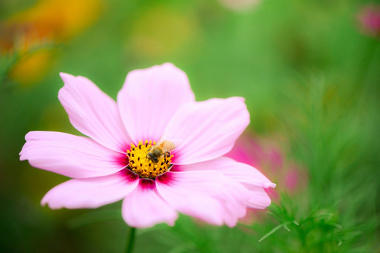 小蜜蜂与格桑花