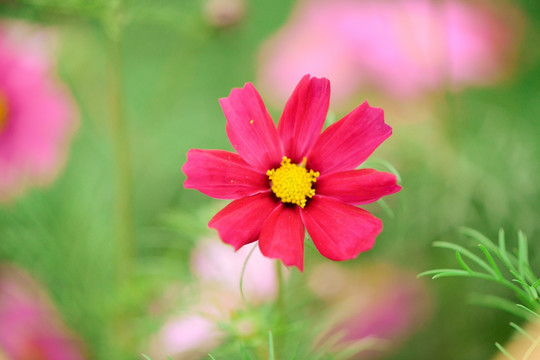 红色格桑花