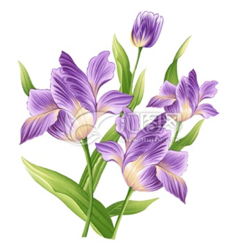 紫郁金香