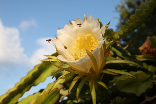 昙花 花 鲜花 绿植 植物