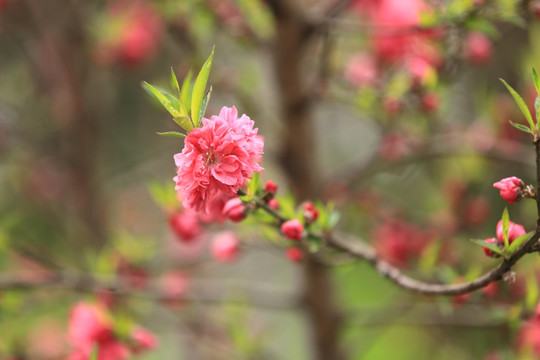 花 桃花 桃树 果树 绿植