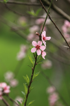 花 桃花 桃树 果树 绿植