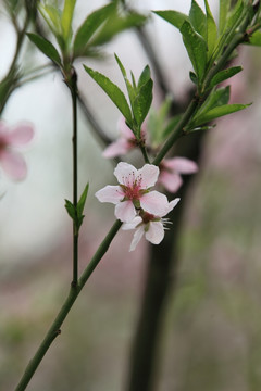 花 桃花 桃树 果树 绿植