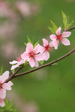 花 桃花 桃树 果树 绿植