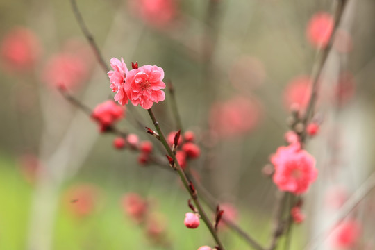 花 桃花 桃树 果树 绿植