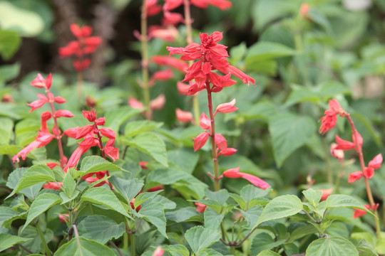 一串红 爆仗红 象牙红 花 鲜