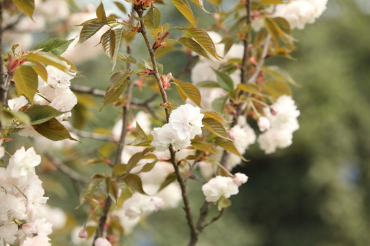 樱花 花 鲜花 日本 国花