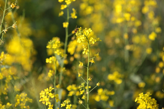 油菜花 油菜 花 鲜花 黄花