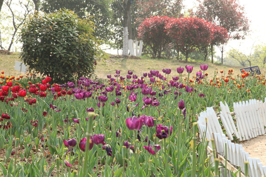 花 鲜花 花园 郁金香 国花