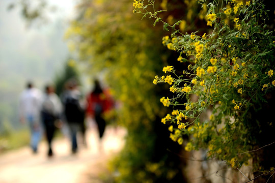 太行山旅游 野菊花 游客 旅游