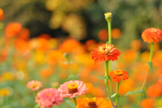 菊 日头花 菊花 菊科 公园