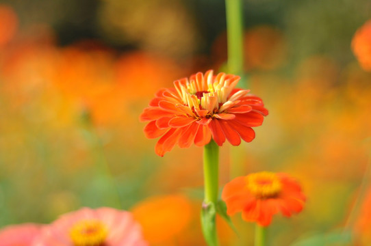 菊 日头花 菊花 菊科 公园