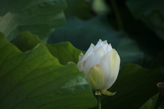 夏季 花卉 荷花