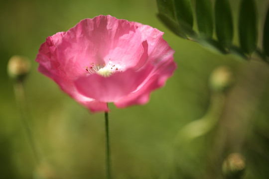 花卉 夏季 微距