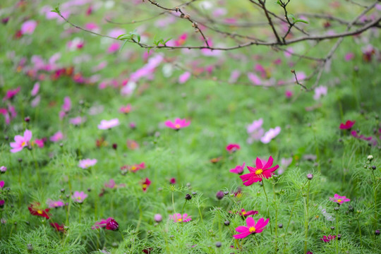 格桑花花园