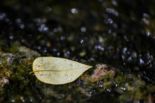 雨后小黄叶