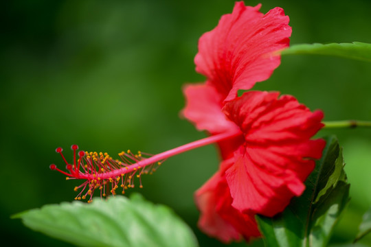 扶桑花