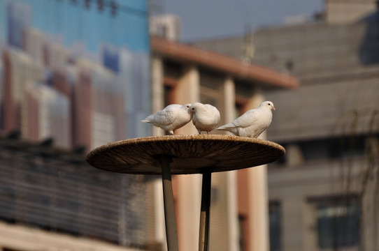 亲昵的鸽子