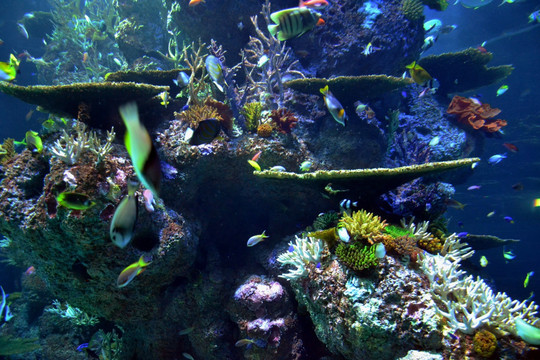 珊瑚 海底世界