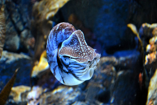 海螺 海洋生物