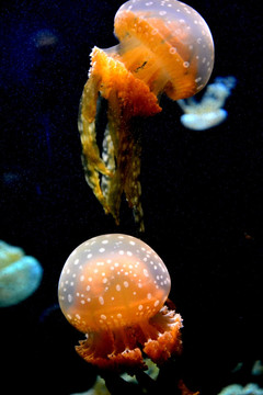 水母 海洋生物
