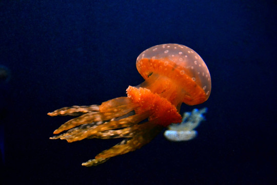 水母 海洋生物