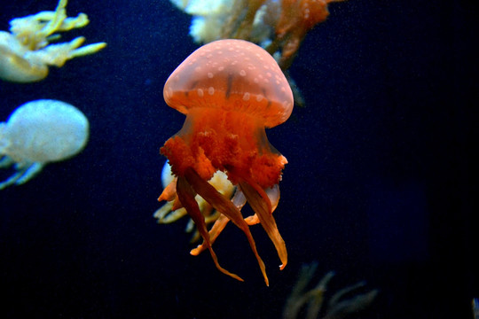 水母 海洋生物