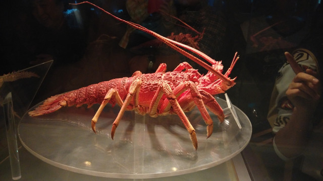 青岛海底世界 大龙虾