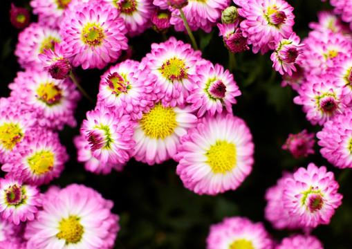 菊花盛开 粉红菊花丛