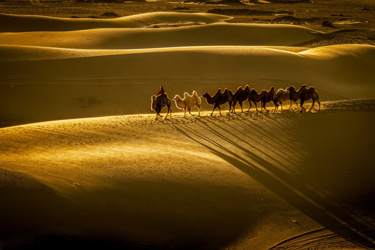 沙漠骆驼光影