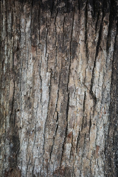树皮素材摄影