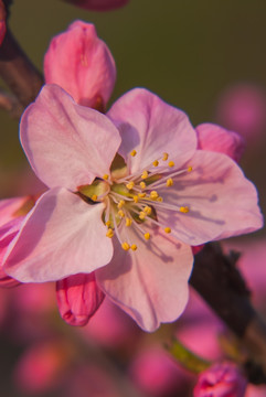 桃花