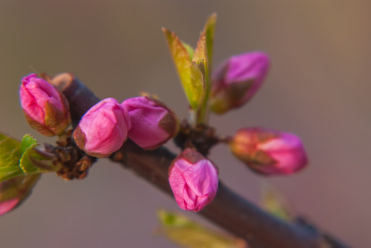 桃花